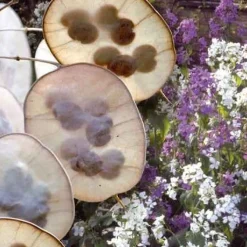 Lunaire annuelle - Monnaie du pape en mélange - Des lunes nacrées au jardin