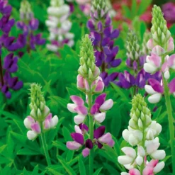 Lupin annuel d'Hartweg en mélange - Des épis colorés vite fleuris