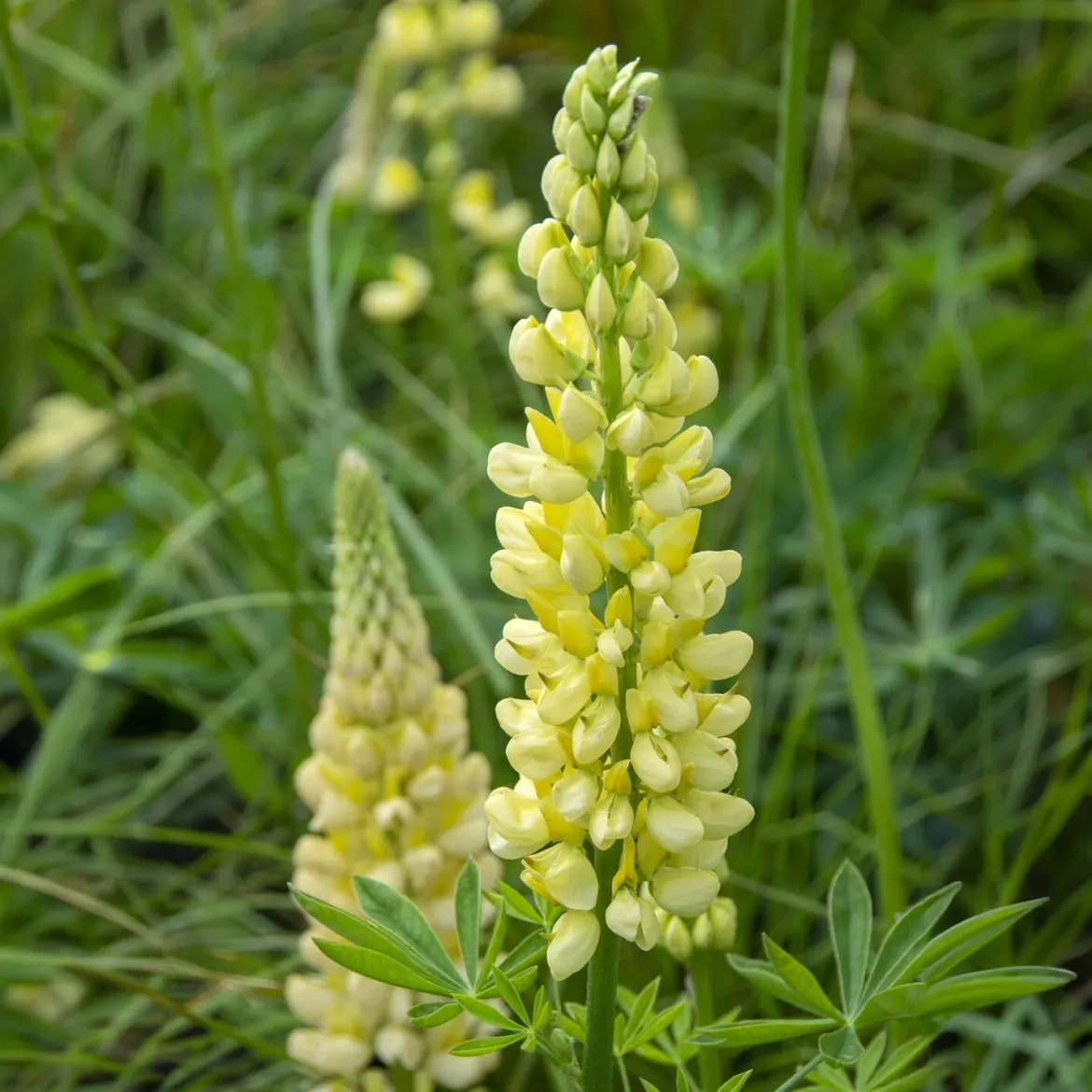 Lupin Chandelier - Des flambeaux fleuris au jardin