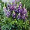 Lupin Gallery Blue - Des épis bleus dès juin