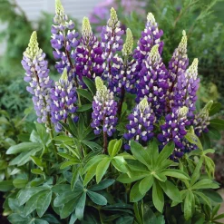 Lupin Gallery Blue - Des épis bleus dès juin
