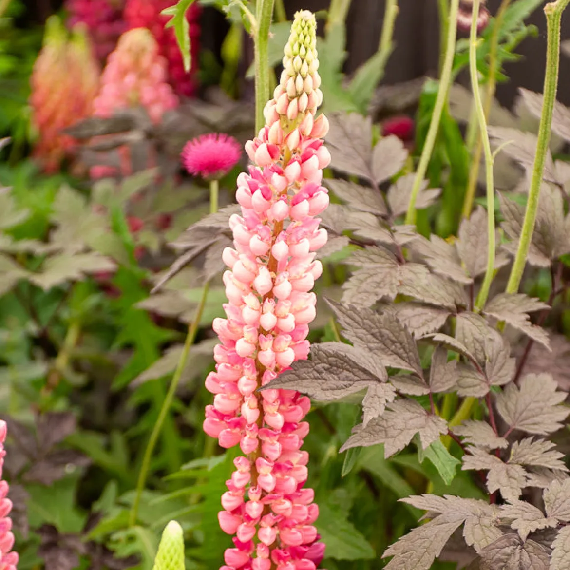 Lupin Gallery Pink - Des épis roses tout l'été