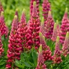 Lupin Gallery Red - Des flammes rouges au jardin