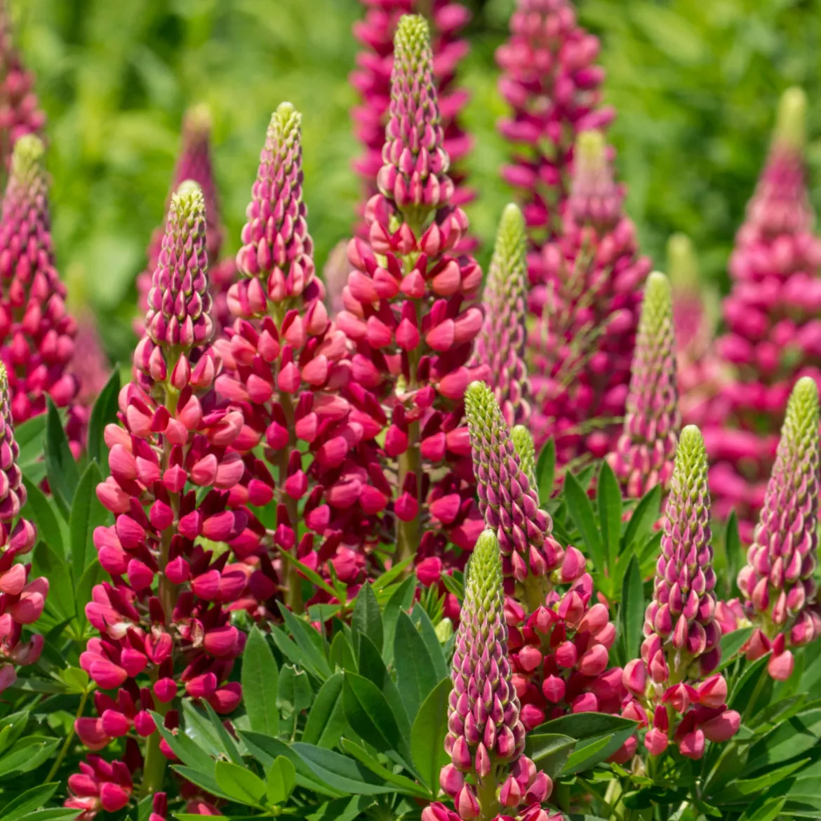 Lupin Gallery Red - Des flammes rouges au jardin