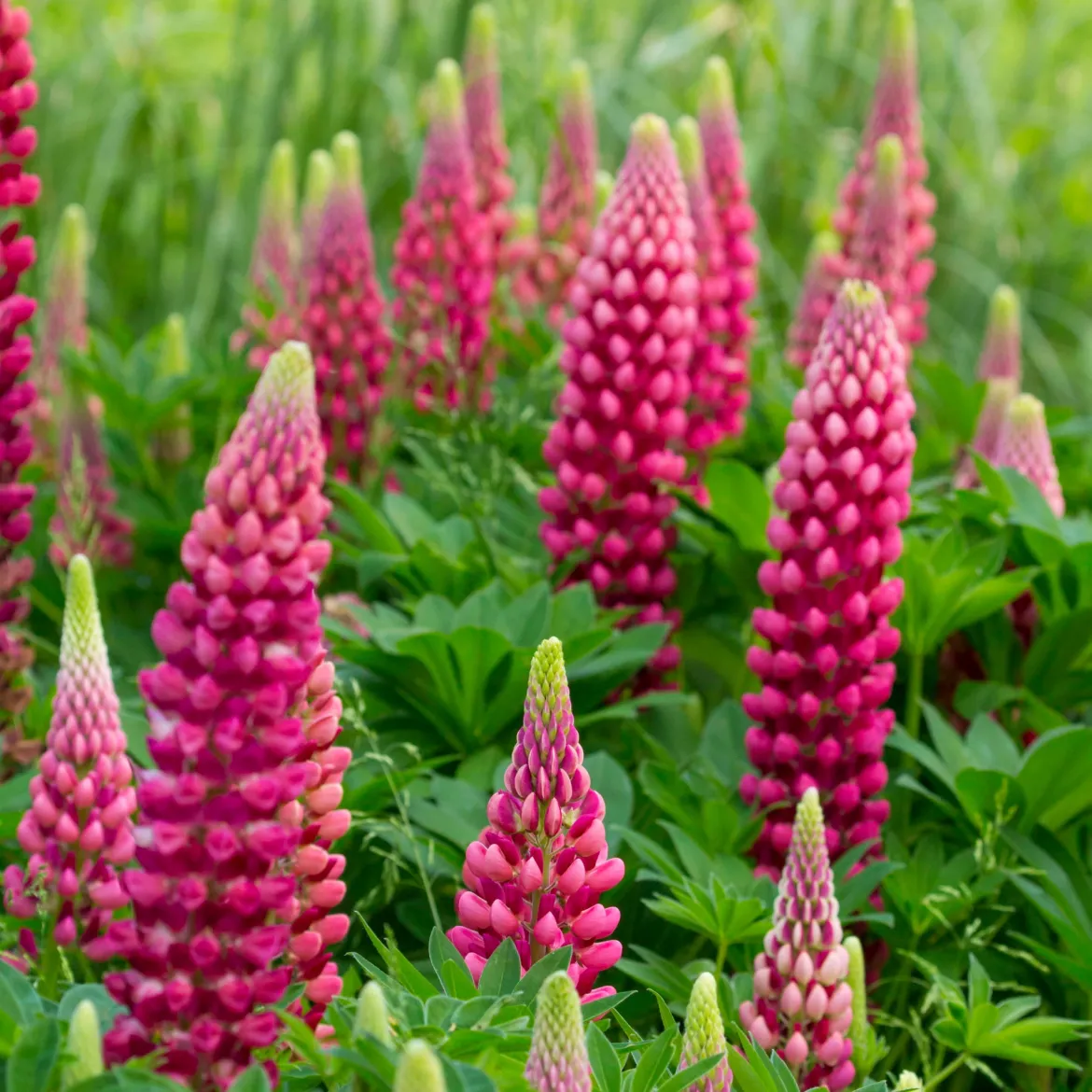 Lupin Gallery Red - Des flammes rouges au jardin