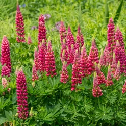 Lupin Gallery Red - Des flammes rouges au jardin