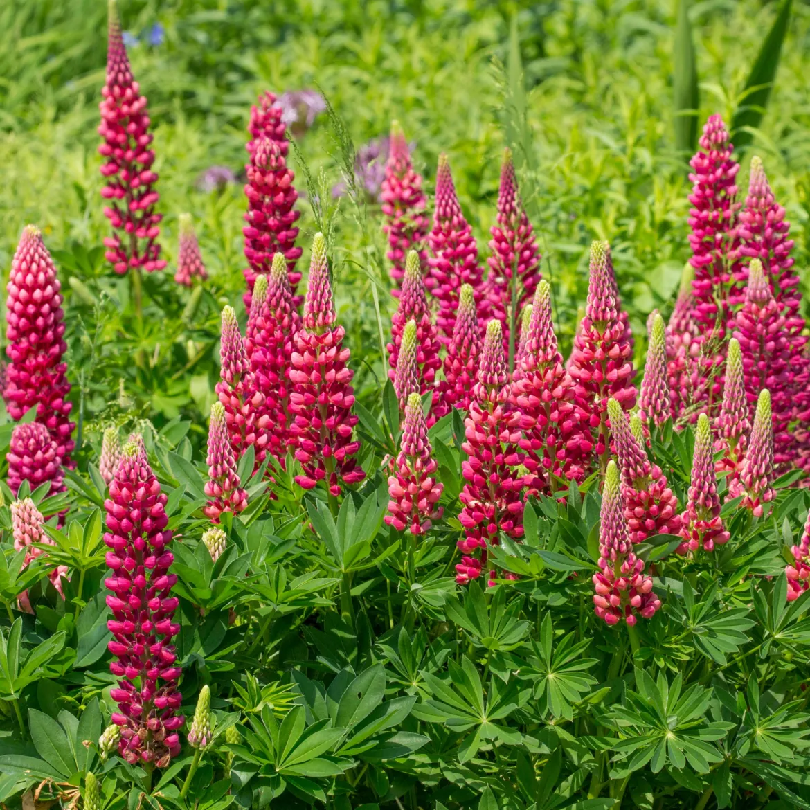 Lupin Gallery Red - Des flammes rouges au jardin