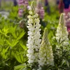 Lupin Gallery White - Des épis blancs qui claquent