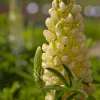 Lupin Gallery Yellow - Le jaune qui illumine