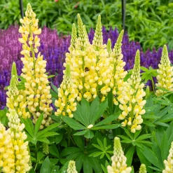 Lupin Gallery Yellow - Le jaune qui illumine