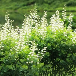 Lupin indigo blanc - Massif blanc, zéro entretien