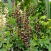 Lupin indigo Dark Chocolate - Un chocolat qui fleurit