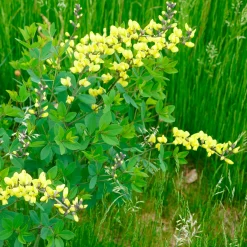 Lupin indigo Lemon Meringue - Jaune crème sans effort