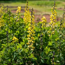 Lupin indigo Lemon Meringue - Jaune crème sans effort