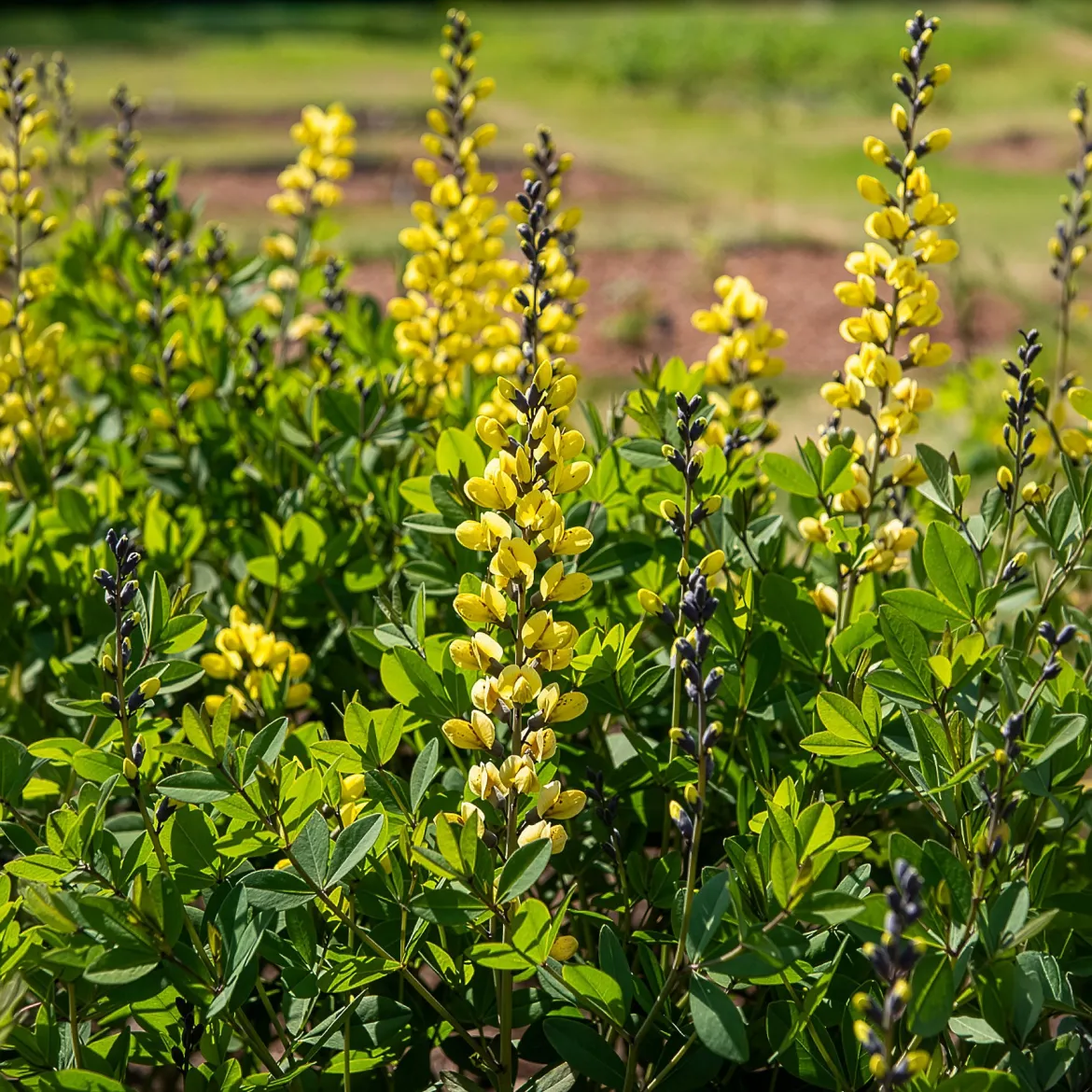 Lupin indigo Lemon Meringue - Jaune crème sans effort