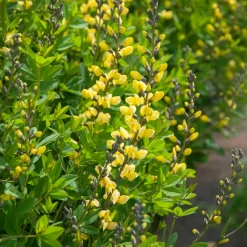 Lupin indigo Lemon Meringue - Jaune crème sans effort