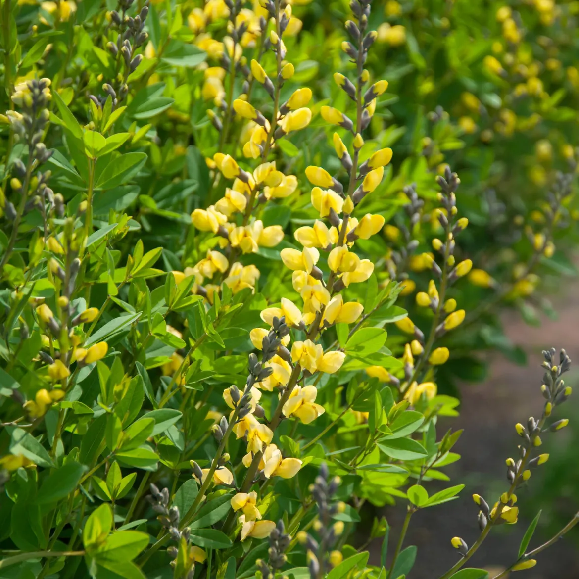 Lupin indigo Lemon Meringue - Jaune crème sans effort