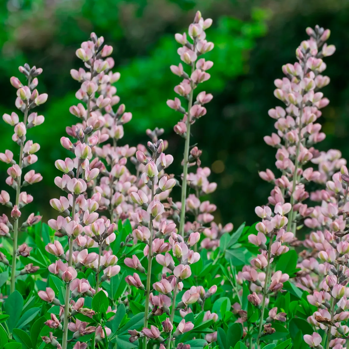 Lupin indigo Pink Truffles - Des fleurs roses sans effort