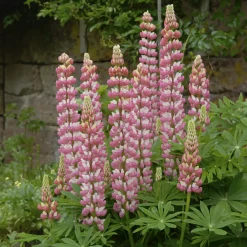 Lupin La Chateleine - Un rose qui illumine tout