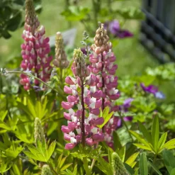 Lupin La Chateleine - Un rose qui illumine tout