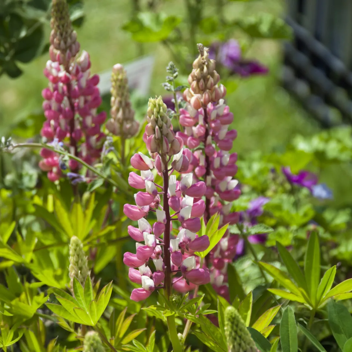Lupin La Chateleine - Un rose qui illumine tout