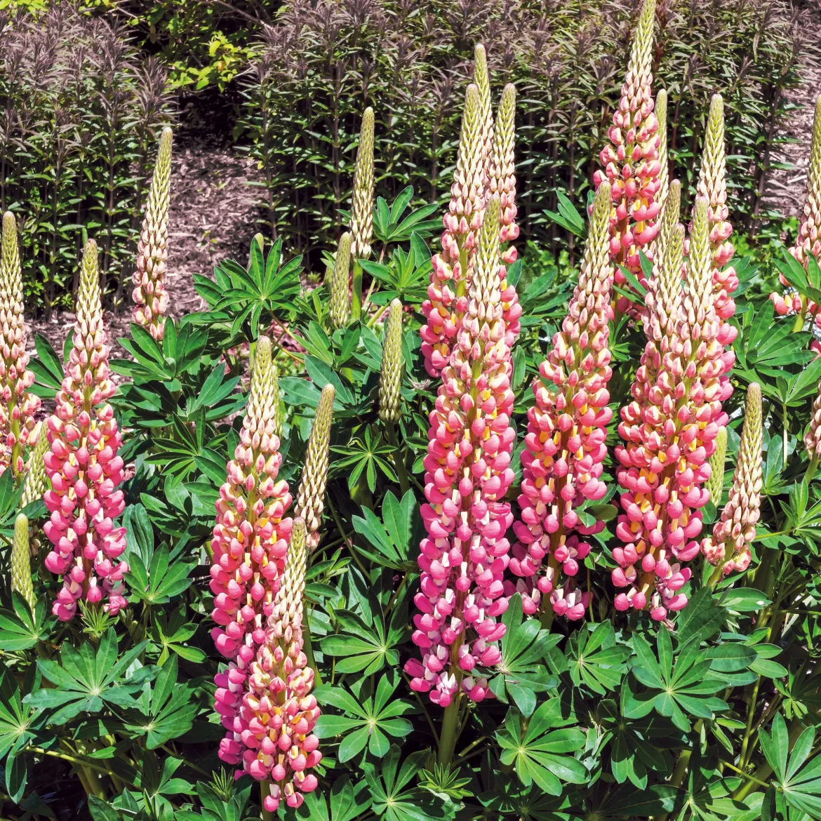 Lupin La Chateleine - Un rose qui illumine tout