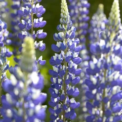 Lupin Le Gouverneur - Des épis bicolores en été