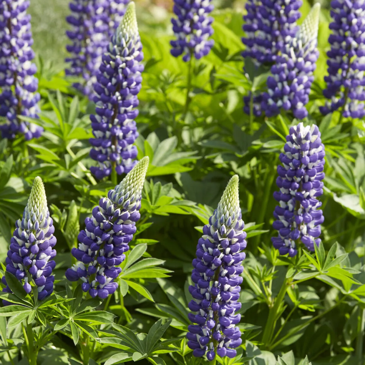 Lupin Le Gouverneur - Des épis bicolores en été