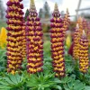Lupin Manhattan Lights® - Des épis bicolores éclatants