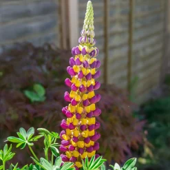 Lupin Manhattan Lights® - Des épis bicolores éclatants