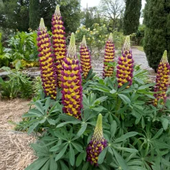 Lupin Manhattan Lights® - Des épis bicolores éclatants