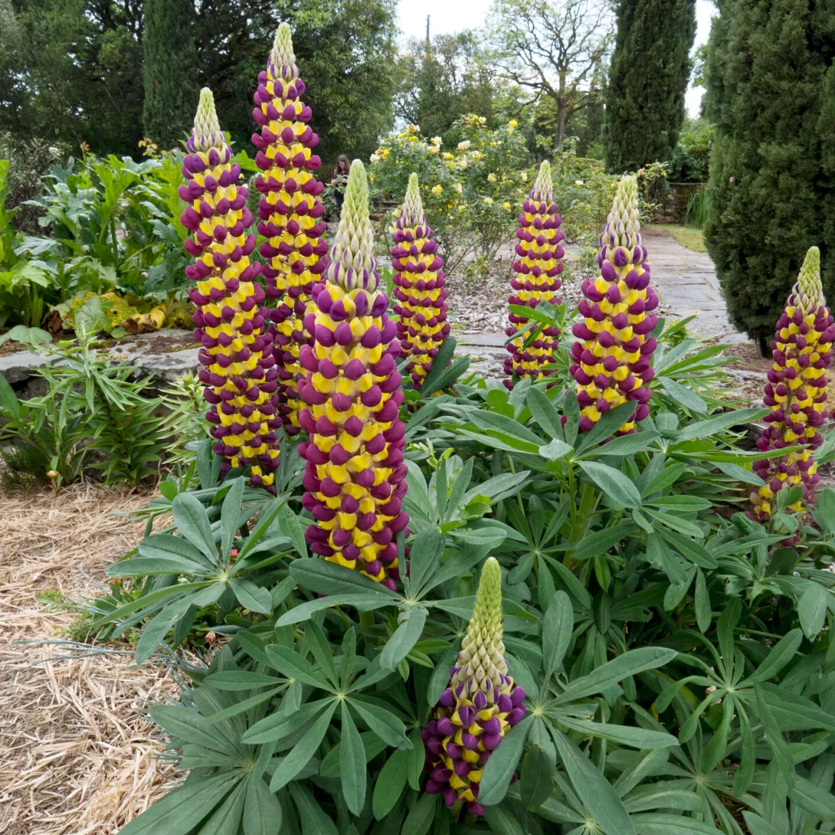 Lupin Manhattan Lights® - Des épis bicolores éclatants