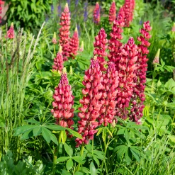 Lupin My Castle - Le rouge qui réveille le jardin