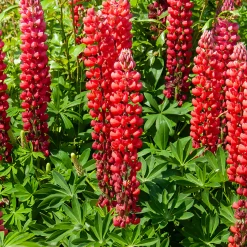 Lupin My Castle - Le rouge qui réveille le jardin