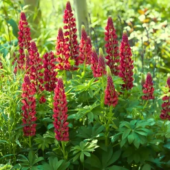 Lupin My Castle - Le rouge qui réveille le jardin