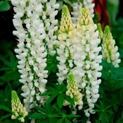Lupin Noble Maiden - Des colonnes blanches au jardin