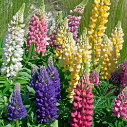 5 Lupin Russell en mélange - Des épis colorés tout l'été
