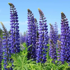 3 Lupins bleus - Des épis bleus dès le mois de mai