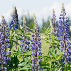 3 Lupins bleus - Des épis bleus dès le mois de mai