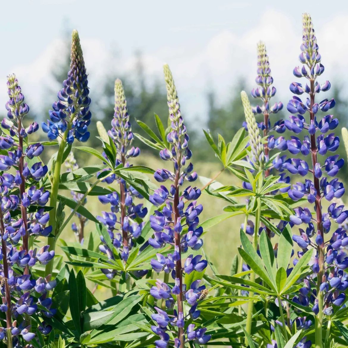 3 Lupins bleus - Des épis bleus dès le mois de mai