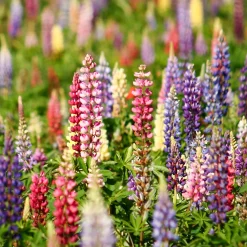 Lupins en mélange - Des massifs colorés vite fleuris