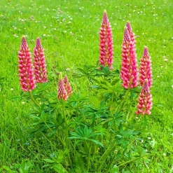 3 Lupins rouges - Des flèches rouges au jardin