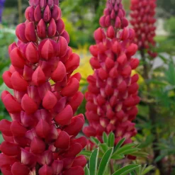 3 Lupins rouges - Des flèches rouges au jardin