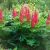 Lupin The Pages - Massif rouge en un été
