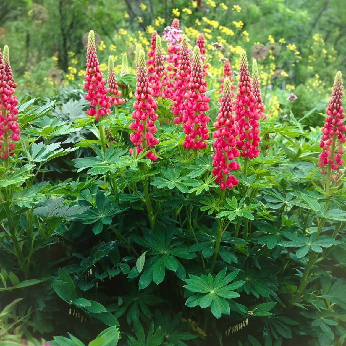 Lupin The Pages - Massif rouge en un été