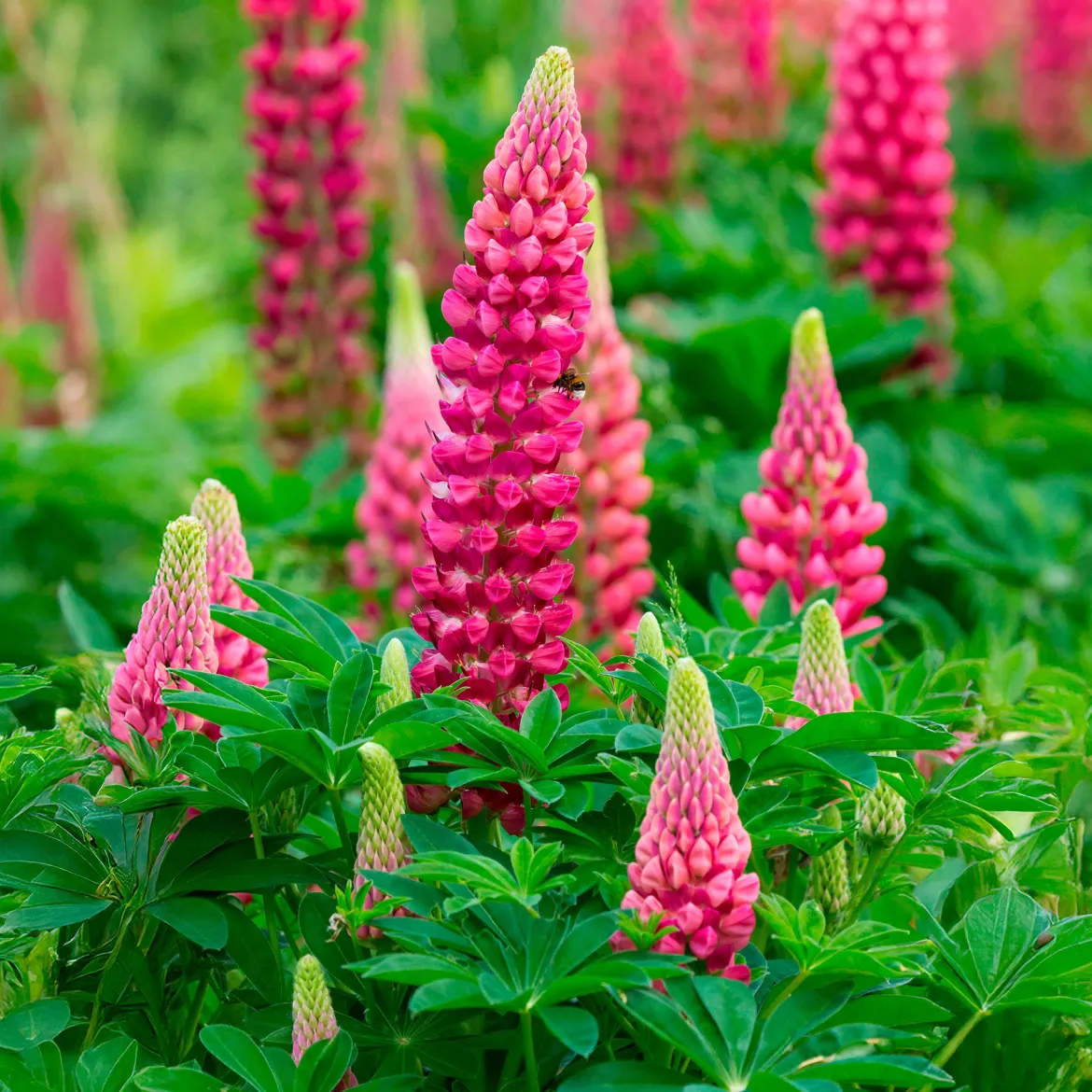 Lupin The Pages - Massif rouge en un été