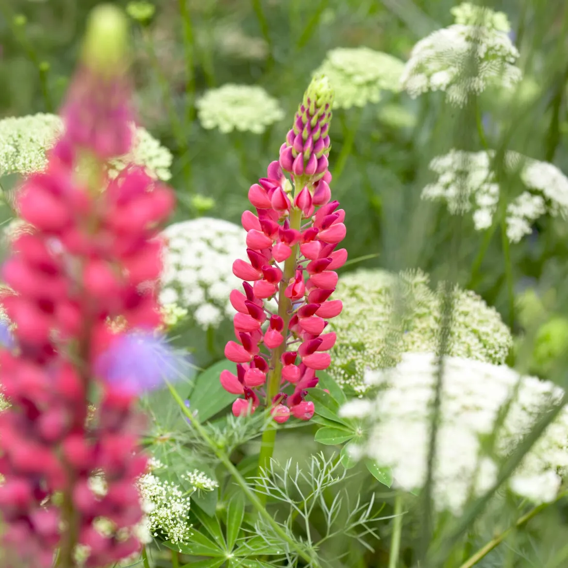 Lupin The Pages - Massif rouge en un été
