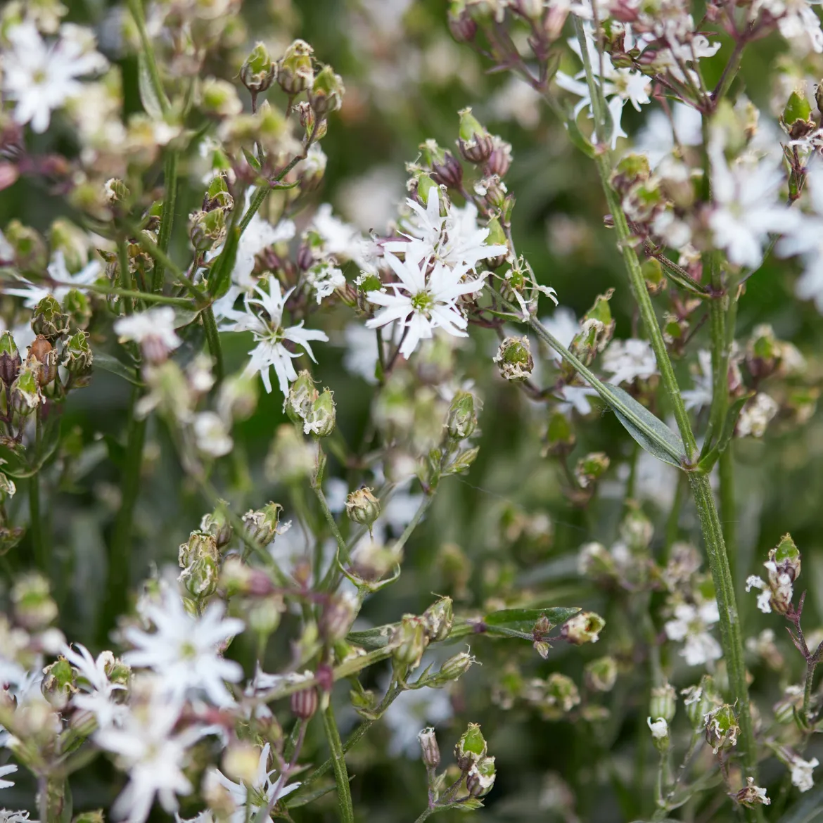 Lychnis fleur de coucou White Robin - Le blanc pur au bord de l'eau