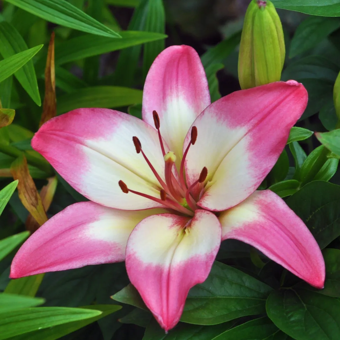 Lys asiatique 'Levi' - Un rose éclatant tout l'été