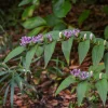 Lys crapaud Tricyrtis hirta - Biologique violet-blanc - L'ombre enfin fleurie